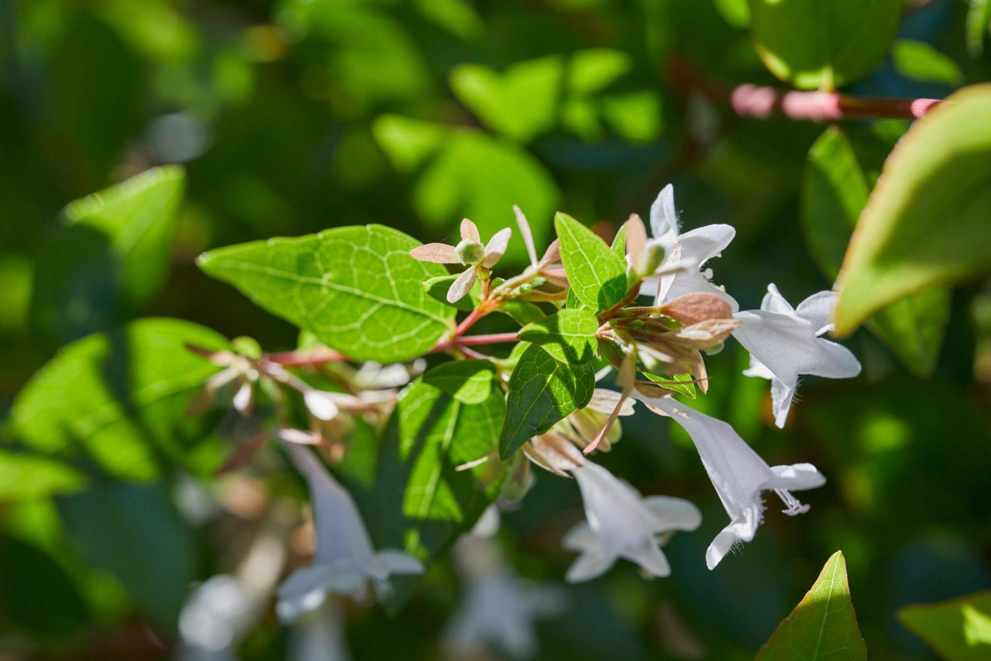 Mandarin Oriental, Santiago Hotel Ngoại thất bức ảnh Flowering honeysuckle